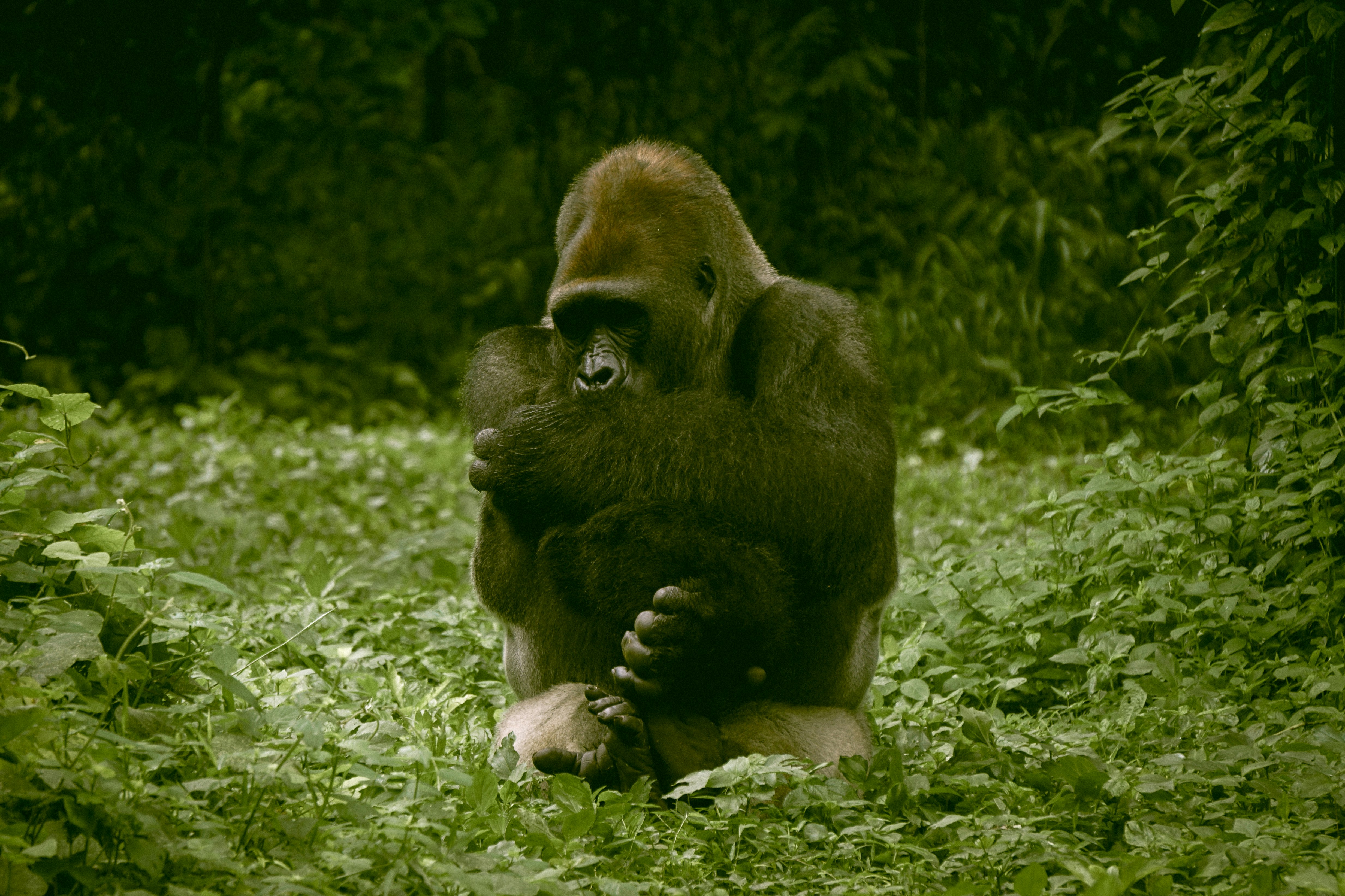 black gorilla on green grass during daytime